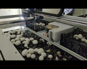 Украинцы создали робота-грибника