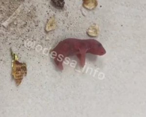 Мужчина в пакете с овсянкой нашел новорожденных мышей