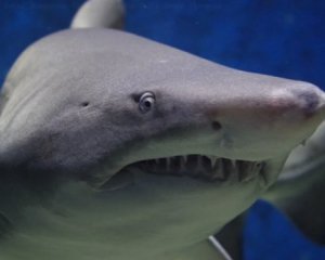 Напад акули на українських туристів у Єгипті: що відомо про стан постраждалих