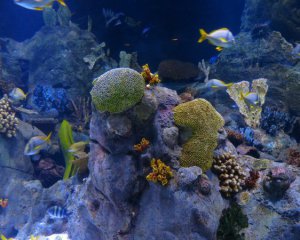 Вищий за хмарочос: учені знайшли унікальний риф