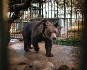 Зоозащитники спасли медведя после 12 лет издевательств