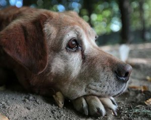 Неизвестные из огнестрельного оружия обстреляли собак