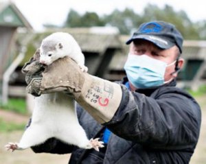 Дания: миллионы норок уничтожат из-за мутации коронавируса