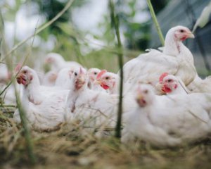 Из-за вспышки птичьего гриппа уничтожат 200 тыс. кур