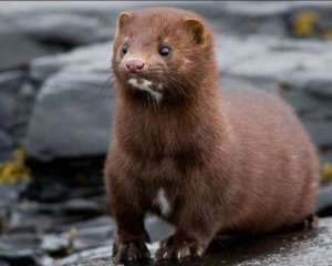 Вакцини можуть бути неефективні через новий штам коронавірусу