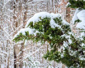 Частину України завалить снігом: де чекати зиму