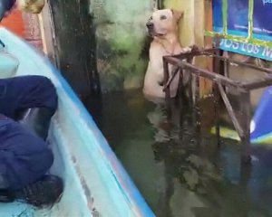 В Мексике спасли собаку от наводнения