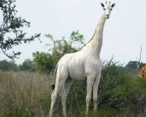 Рейнджери стежитимуть цілодобово за єдиним у світі білим жирафом
