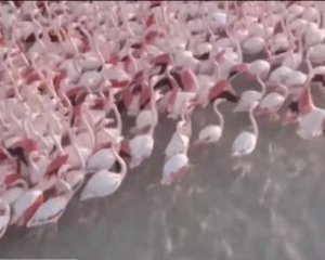 Более тысячи фламинго остановились на озере