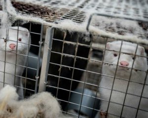 Коронавірус:у країні знищили всіх норок