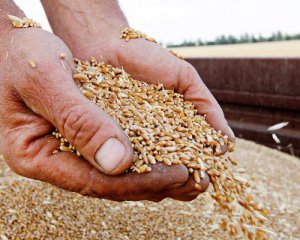 У фермеров украли 20 тонн зерна