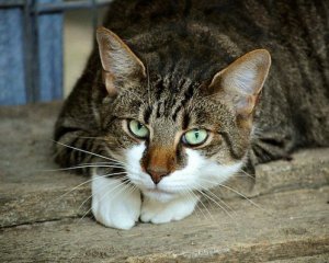 Кицьку тримали над вогнем, відео виклали в інтернет