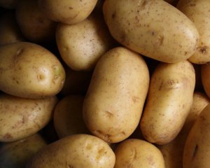 Украина увеличила импорт картофеля на 60%: кто и сколько нам поставляет