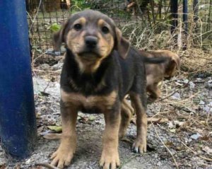 Дети палками забили до смерти щенка