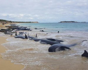 На берегах Нової Зеландії загинули 126 дельфінів