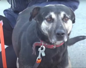 Пес із харківського притулку врятував життя 32 тварин
