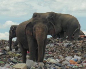 Слони помирають, харчуючись на сміттєзвалищі