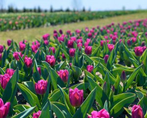 Нідерланди подарували Києву 100 тисяч тюльпанів